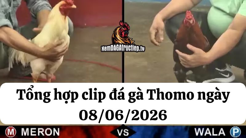 Đá gà Thomo 08/06/2026 - Full clip các trận gà trong ngày