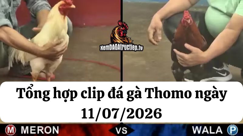 Tổng hợp video đá gà thomo 11/07/2026 - Đá gà phát lại 24 Đá gà Thomo 11/07/2026 - Full clip các trận gà trong ngày