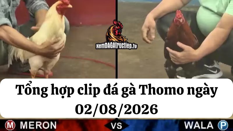 Tổng hợp video đá gà thomo 02/08/2026 - Đá gà phát lại 6 Đá gà Thomo 02/08/2026 - Full clip các trận gà trong ngày