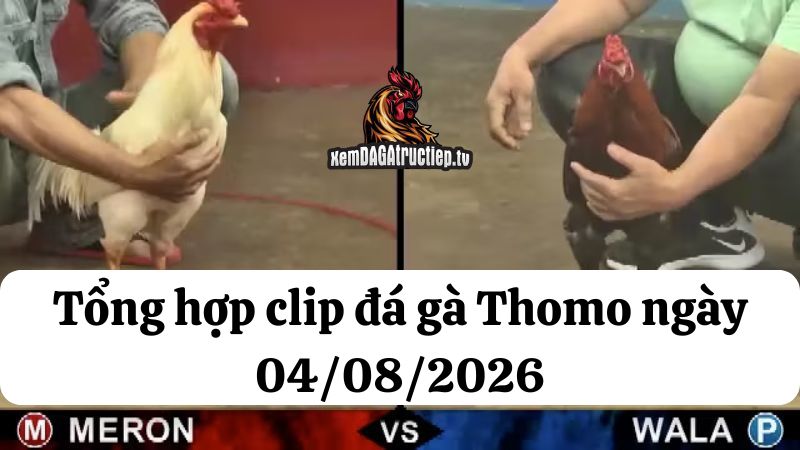 Tổng hợp video đá gà thomo 04/08/2026 - Đá gà phát lại 5 Đá gà Thomo 04/08/2026 - Full clip các trận gà trong ngày